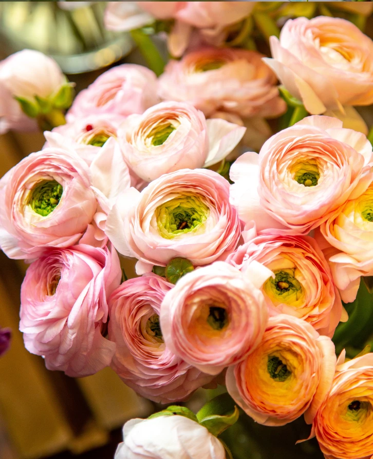 Anémones - 15 tiges